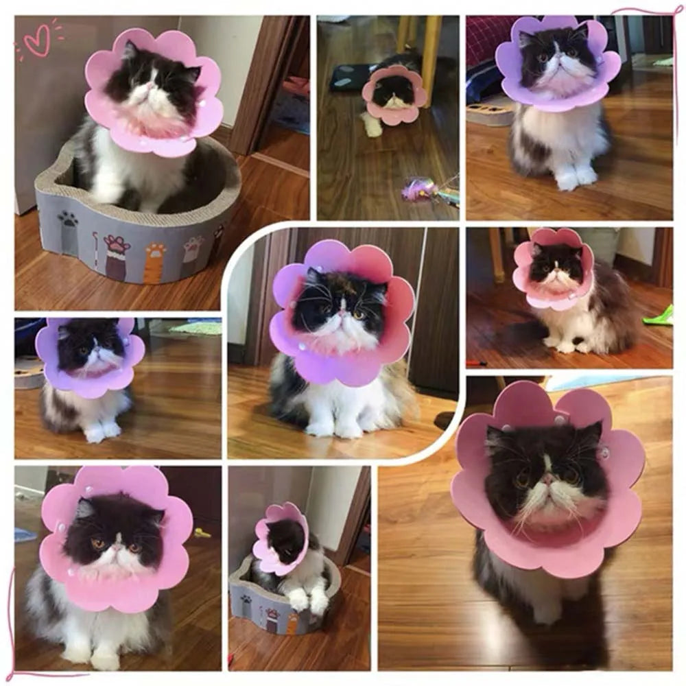EVA Cats Dogs Health Anti-lick Anti-bite - MyPetDollar.com