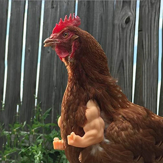 Chicken Arm Decoration Chicken Forelimb - MyPetDollar.com