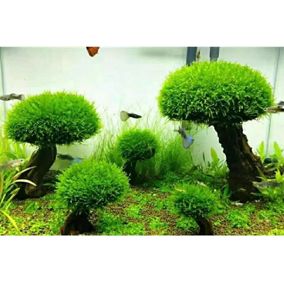 Fish Tank Plant Moss Tree Landscaping - MyPetDollar.com