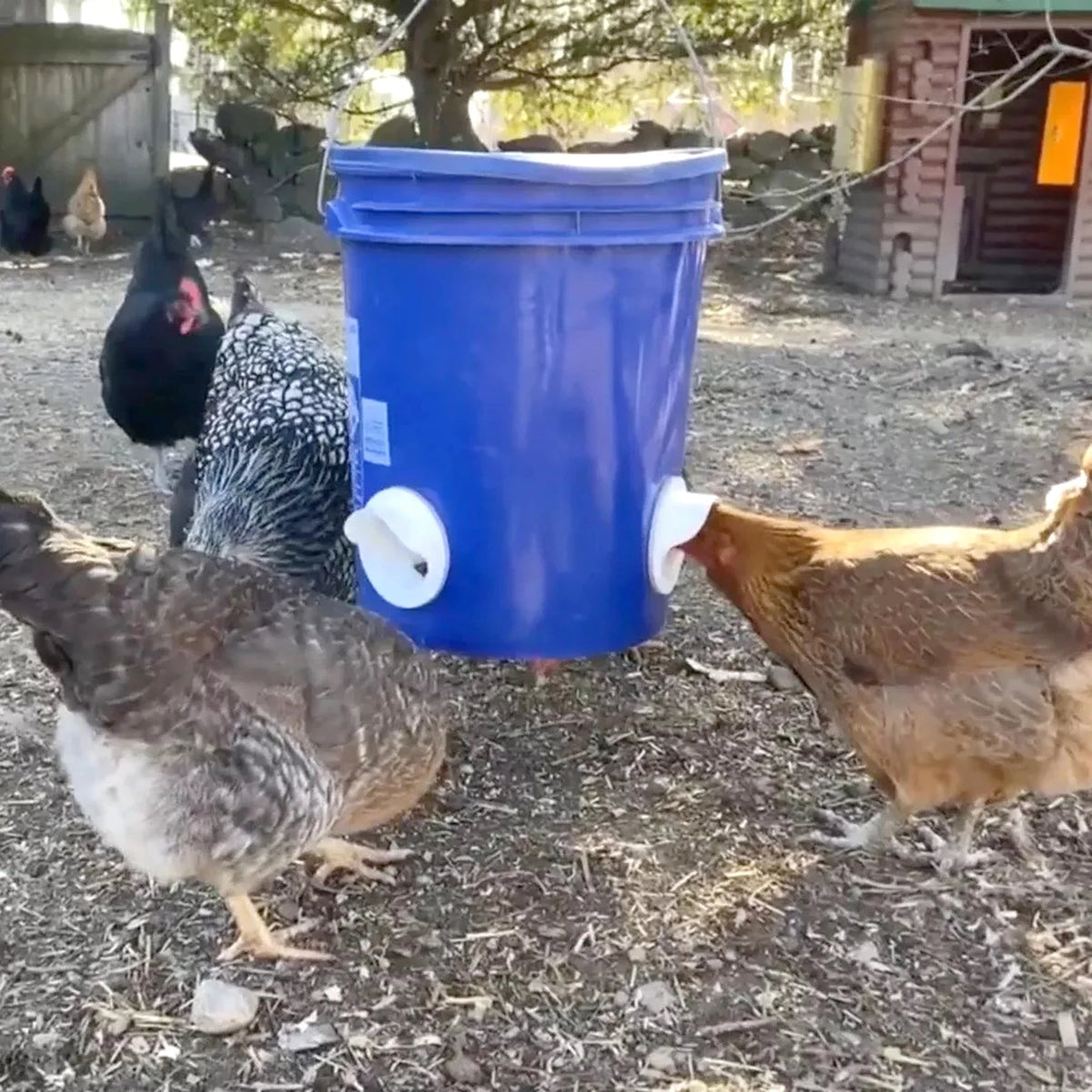 Chicken Feeder Poultry Feeding Supplies DIY - MyPetDollar.com