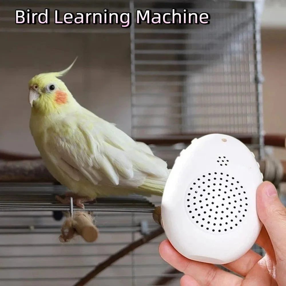 Recording Bird Learning Ma Playback - MyPetDollar.com