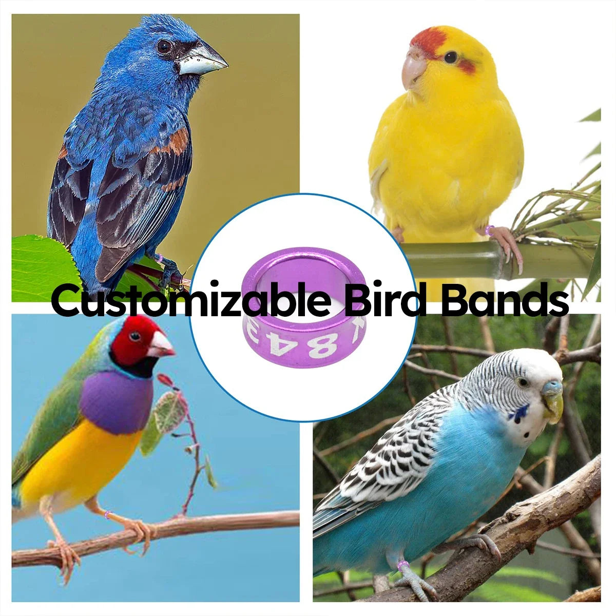 10pcs Customized Bird Rings, Durable Random - MyPetDollar.com