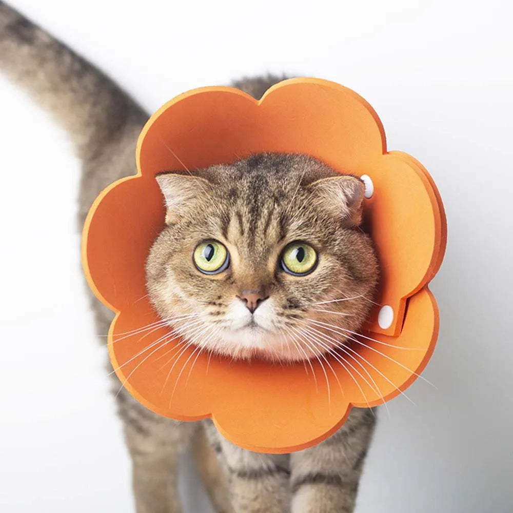 Wound Healing Cats Dogs Health Anti-lick EVA - MyPetDollar.com