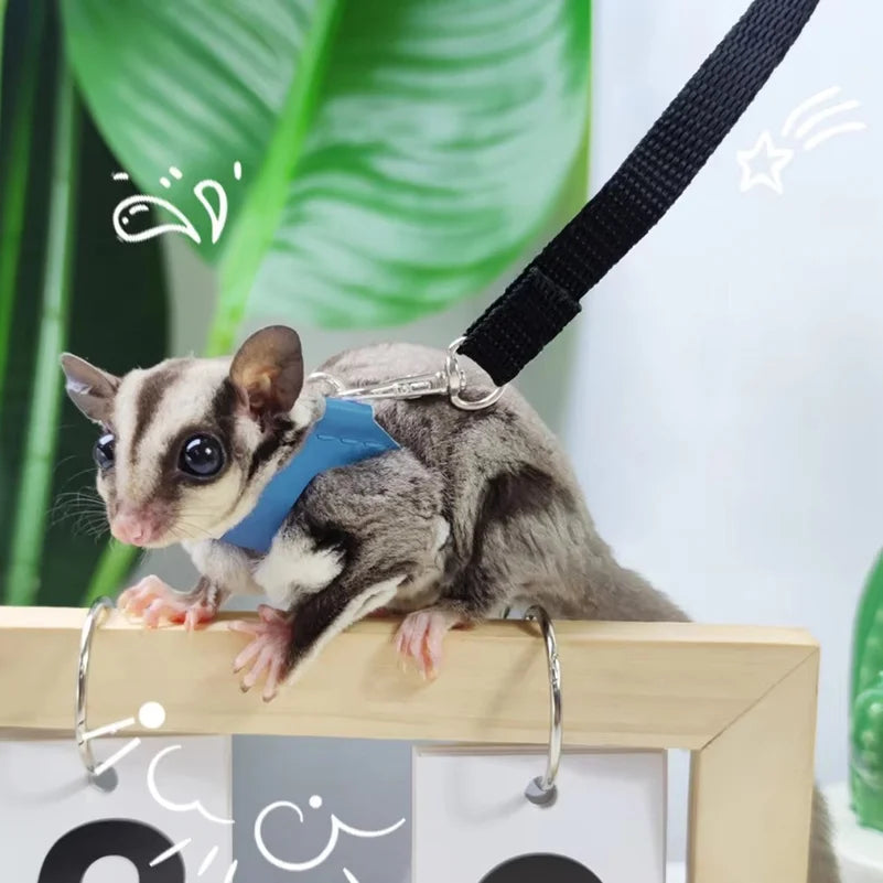 Set Escape-Proof Adjustable Collar for Pet - MyPetDollar.com