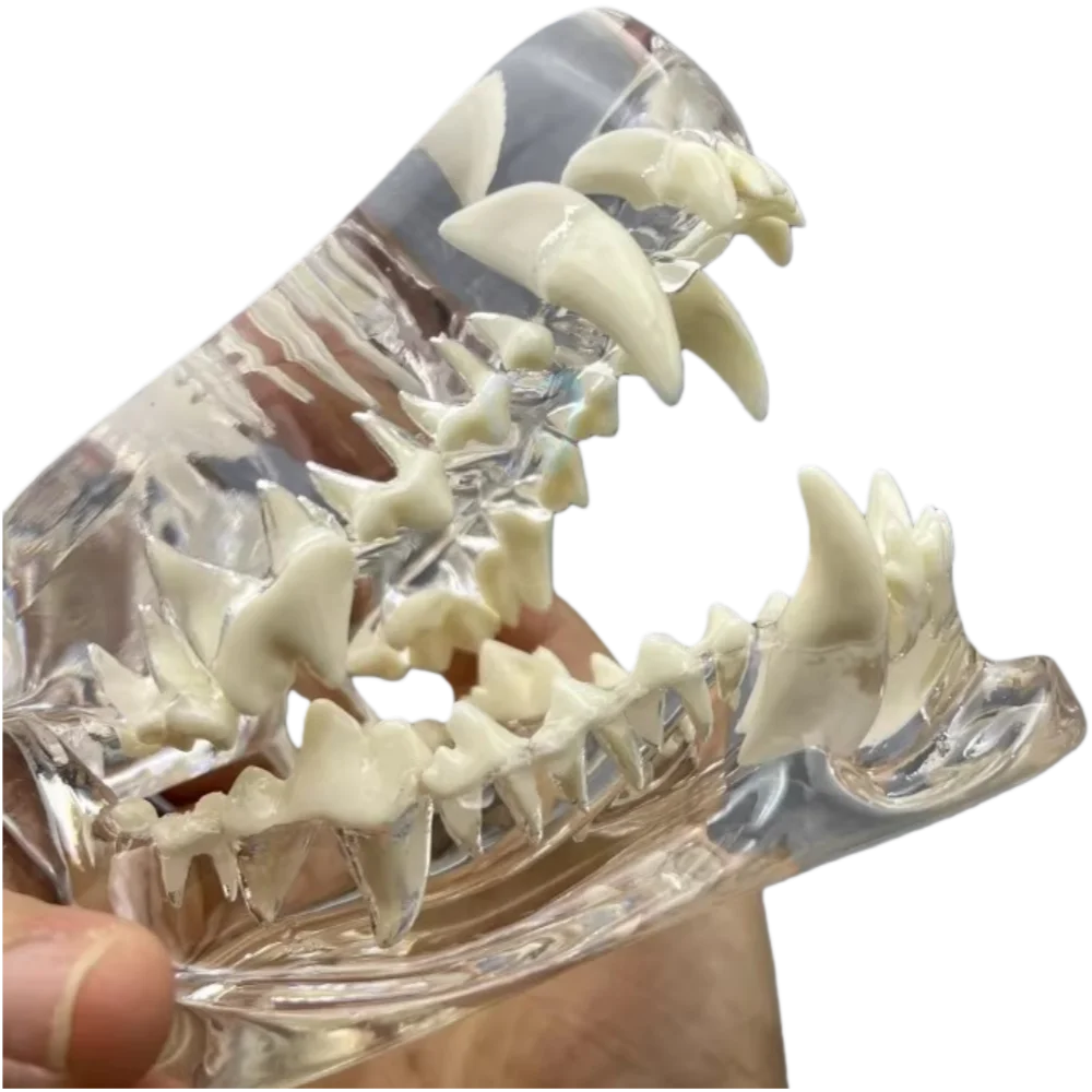 Transparent Canine Dog Teeth Model for - MyPetDollar.com