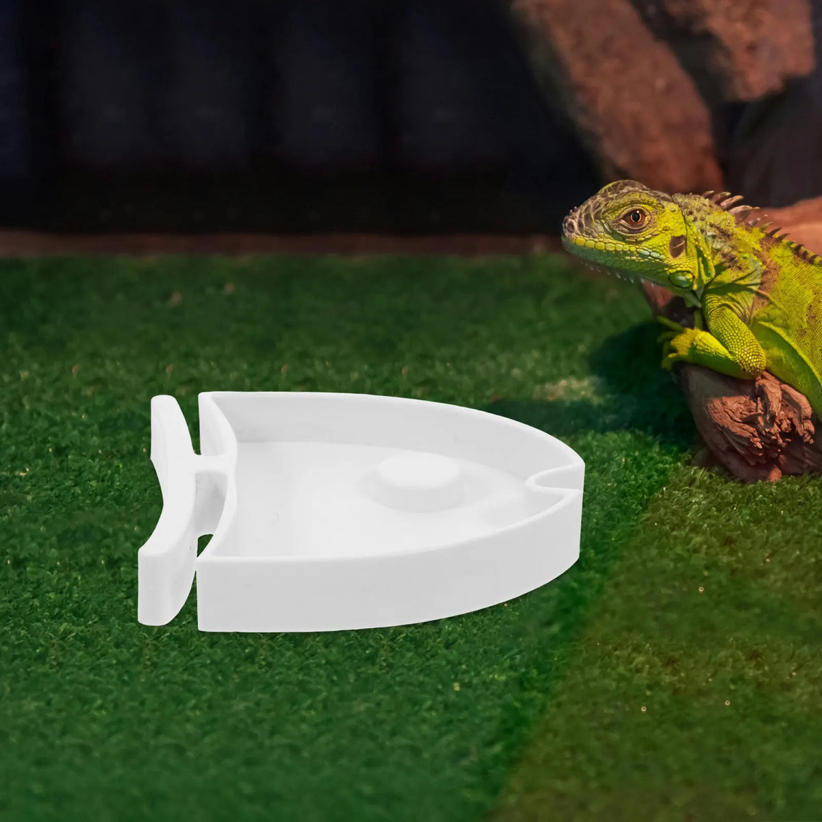 Large Reptile Feeding Dish Multifunctional - MyPetDollar.com