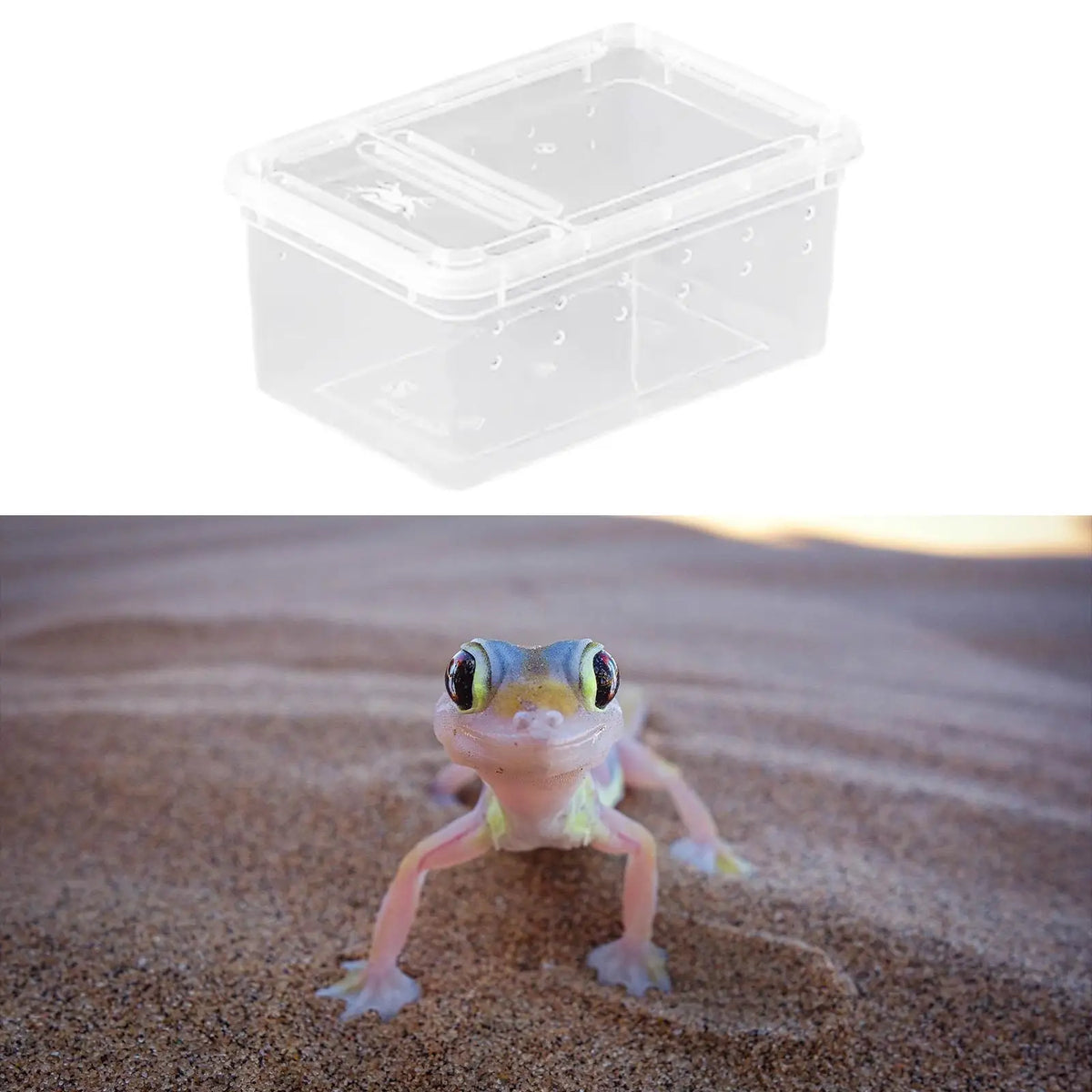 Transparent Reptile Feeding Box Portable - MyPetDollar.com