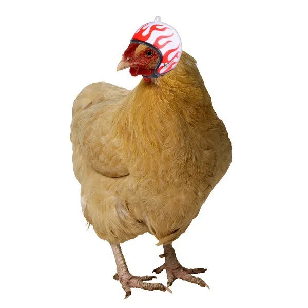 Funny Chicken Helmet Small Bird Duck Quail - MyPetDollar.com