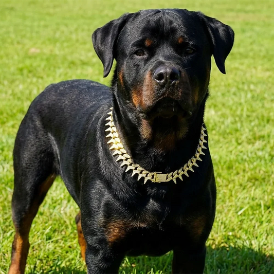 Sparkling Rhinestone Dog Collar, Luxury - MyPetDollar.com