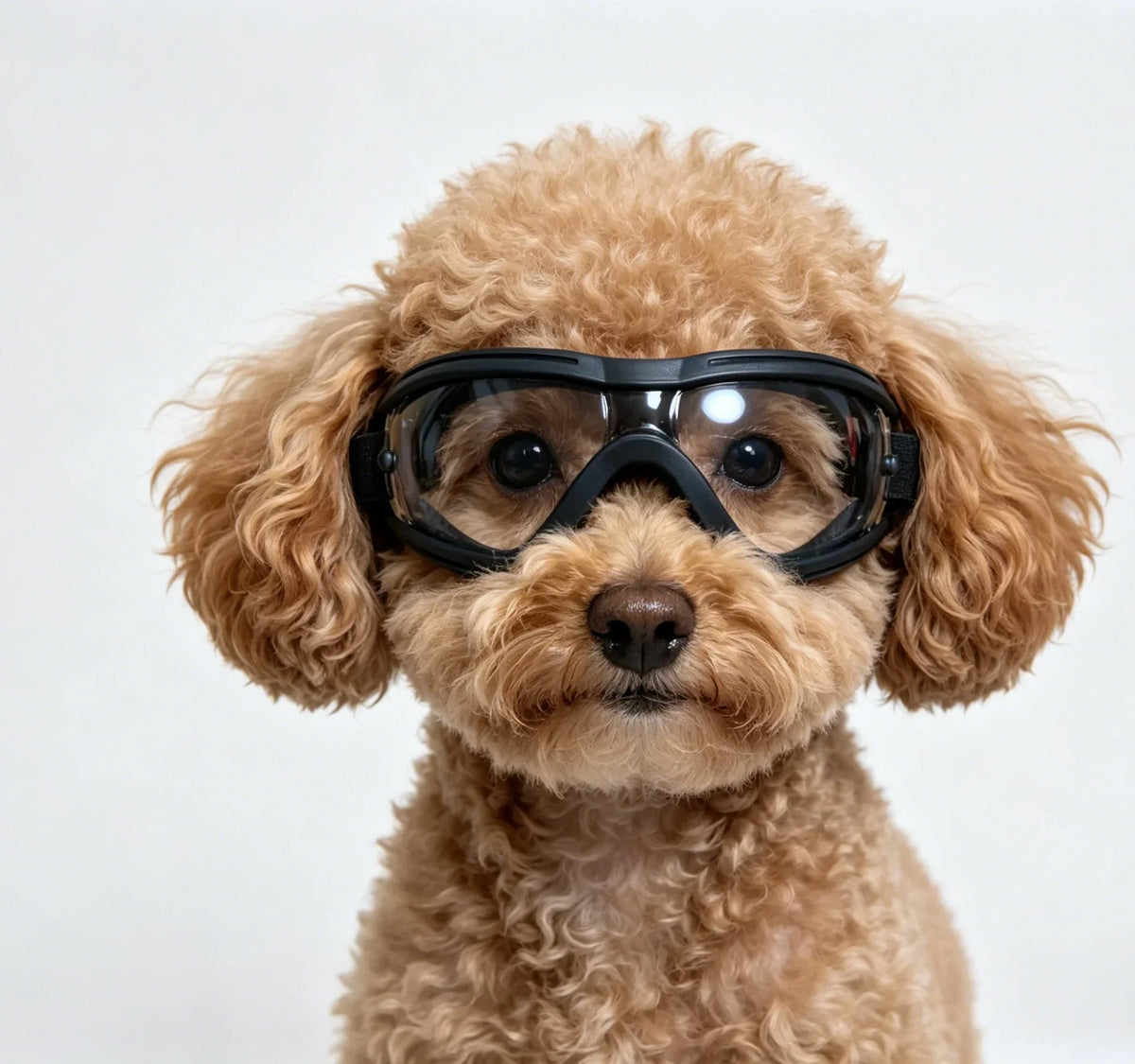 XS Maltese, Chihuahua, Yorkshire Terrier - MyPetDollar.com