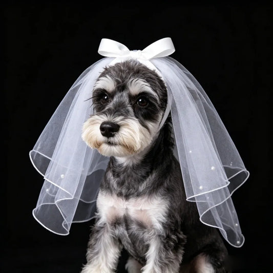Valentine's Day Party Bow Pet Wedding - MyPetDollar.com