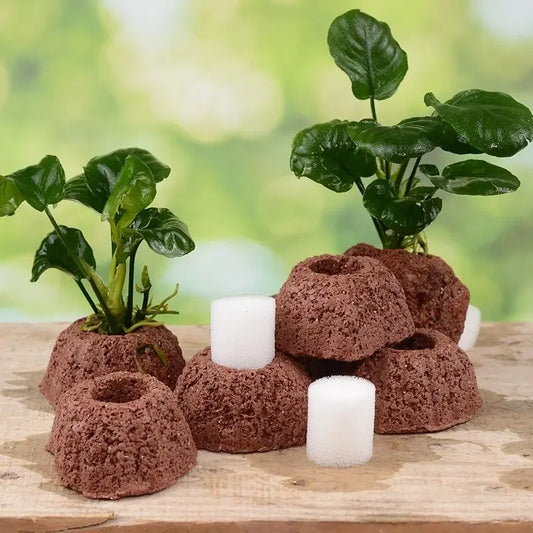 Aquatic Water Plant Fixed Rings Landscape - MyPetDollar.com