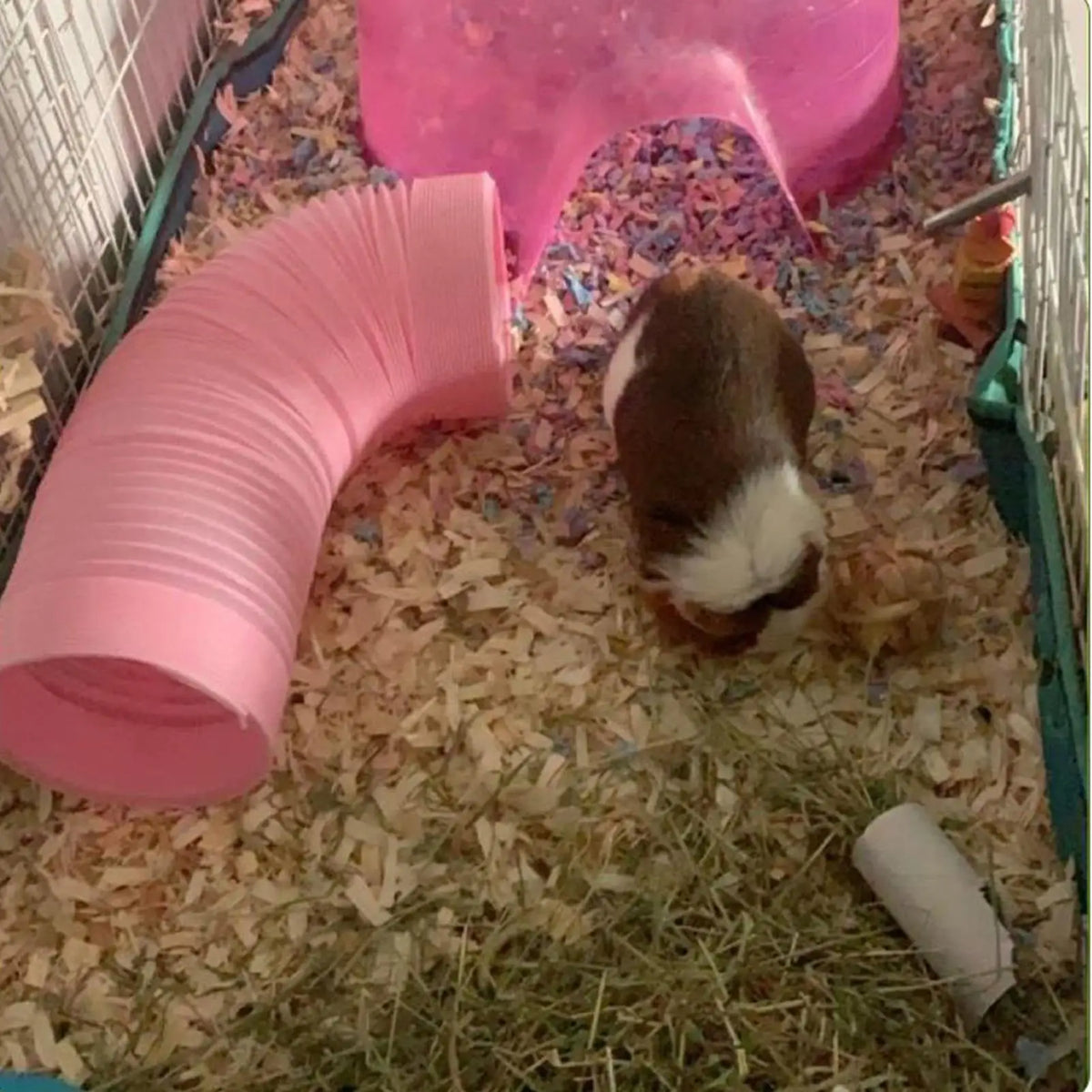 Hamster Tube Foldable Ferrets Training - MyPetDollar.com