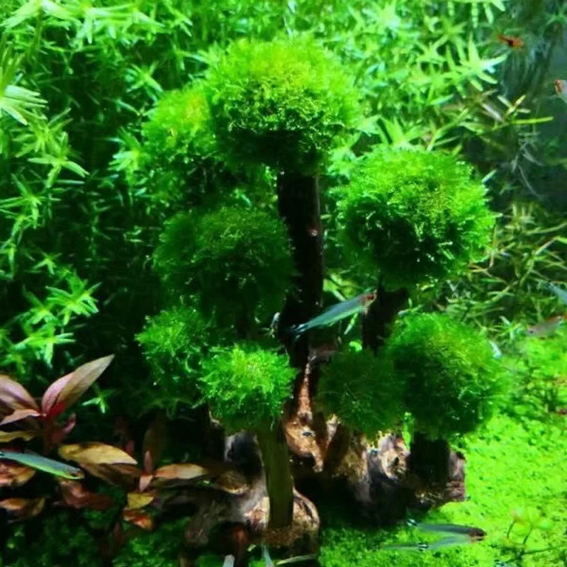 Fish Tank Plant Moss Tree Landscaping - MyPetDollar.com