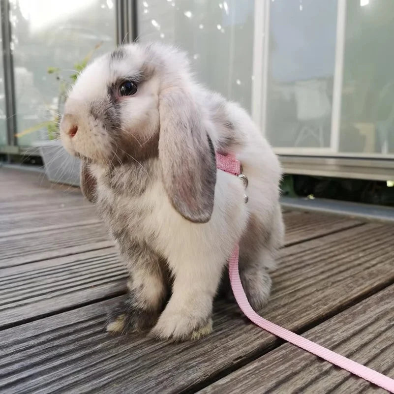 120CM Pet Rabbit Soft Harness Leash WIth - MyPetDollar.com