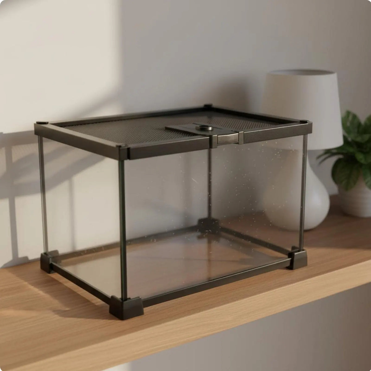 Glass Amphibian Terrarium