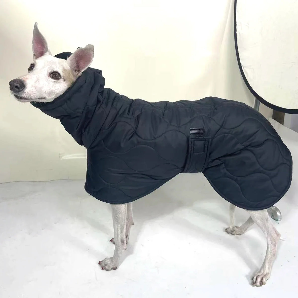 Winter Dog Outer Black Quilted Turtle Collar - MyPetDollar.com