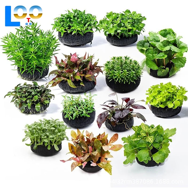 2Pcs Black Fish Tank Water Grass Planting - MyPetDollar.com