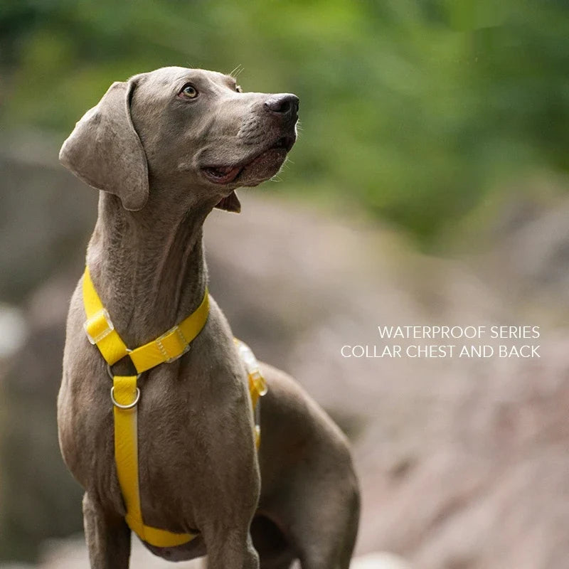 Waterproof Series Dog Collar Leash Harness - MyPetDollar.com