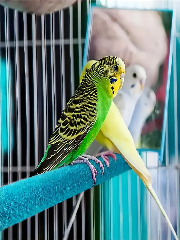 Pet Claw Grinding Stick Bird Cage Perch - MyPetDollar.com