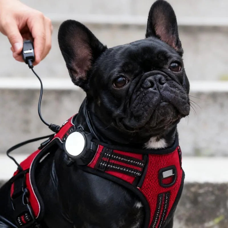 Portable Pet Safety Led Light 4 Modes USB - MyPetDollar.com