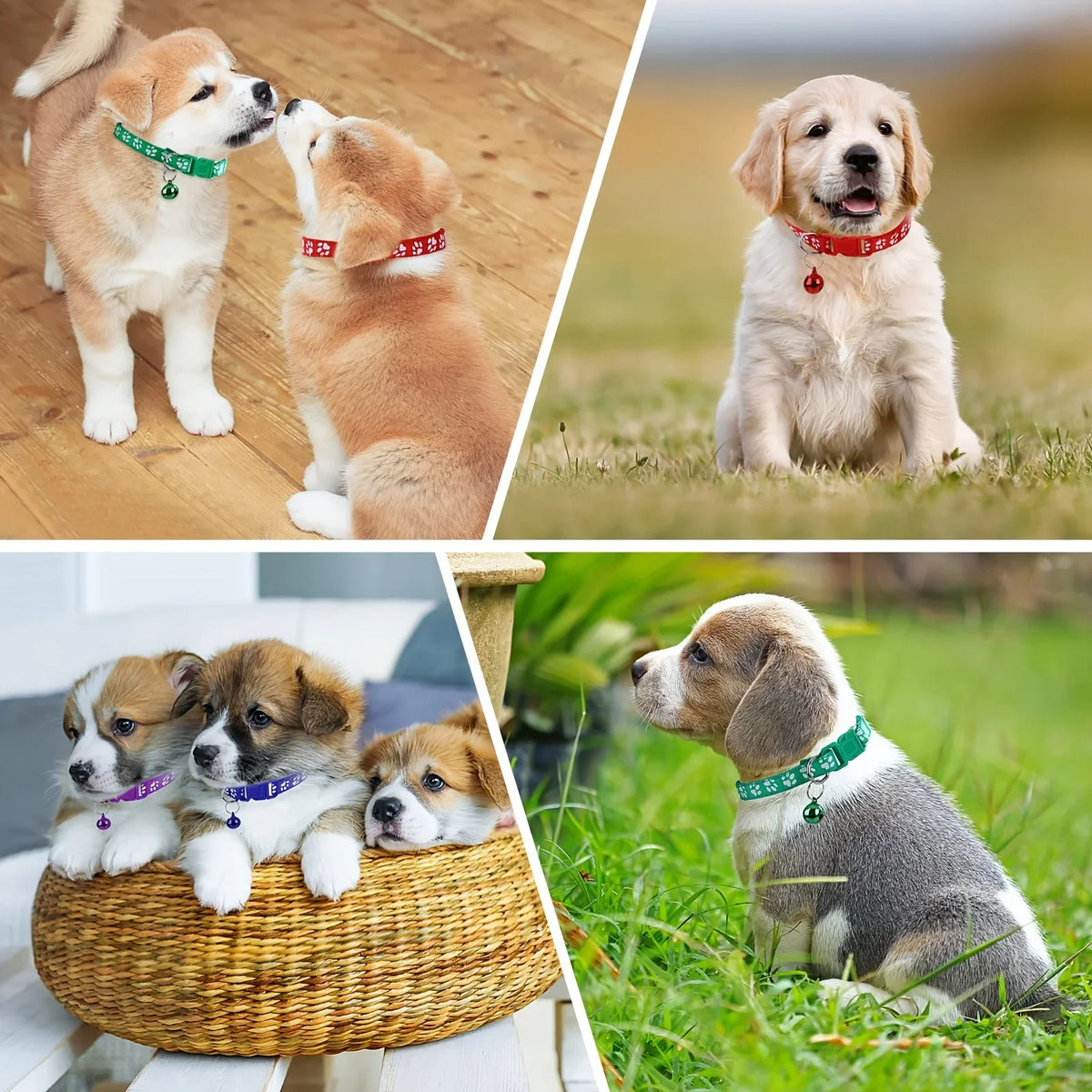 12Pcs Soft Puppy Collar Set - Protective - MyPetDollar.com