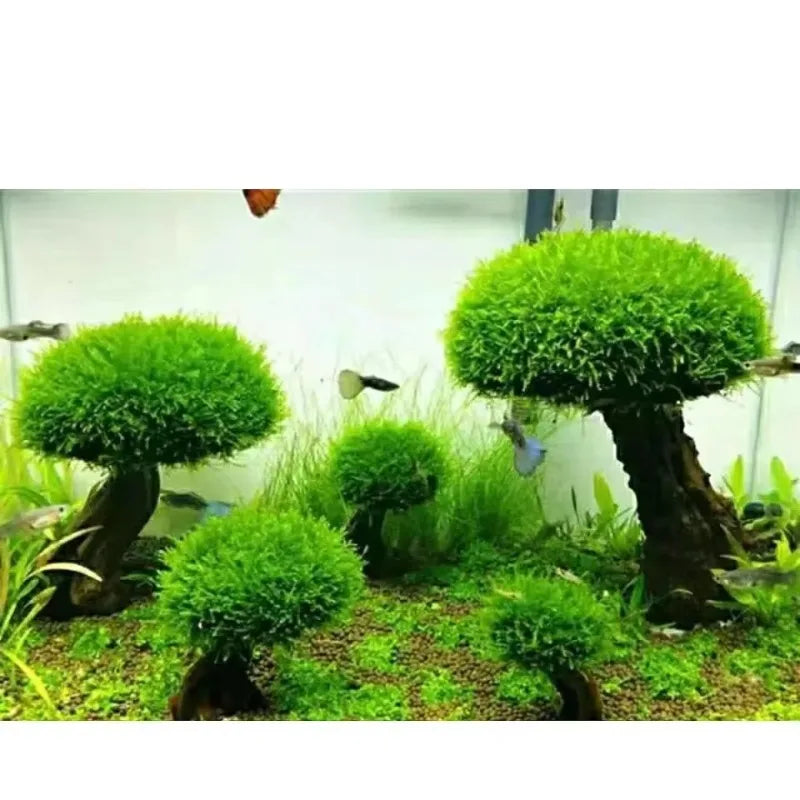 Fish Tank Plant Moss Tree Decoration - MyPetDollar.com