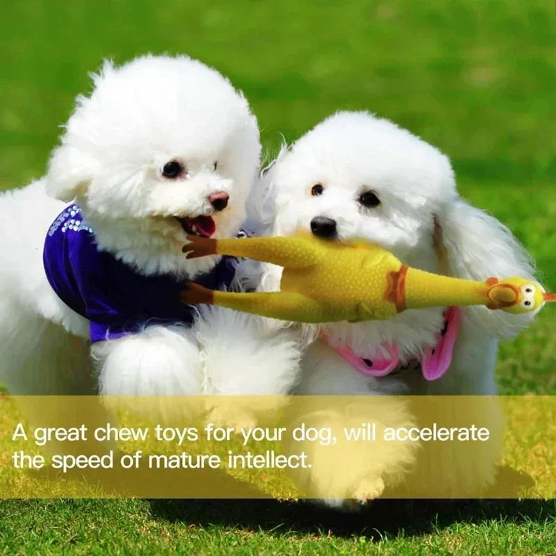 1PC Squeaky Chicken Toy, Squeeze Screaming - MyPetDollar.com