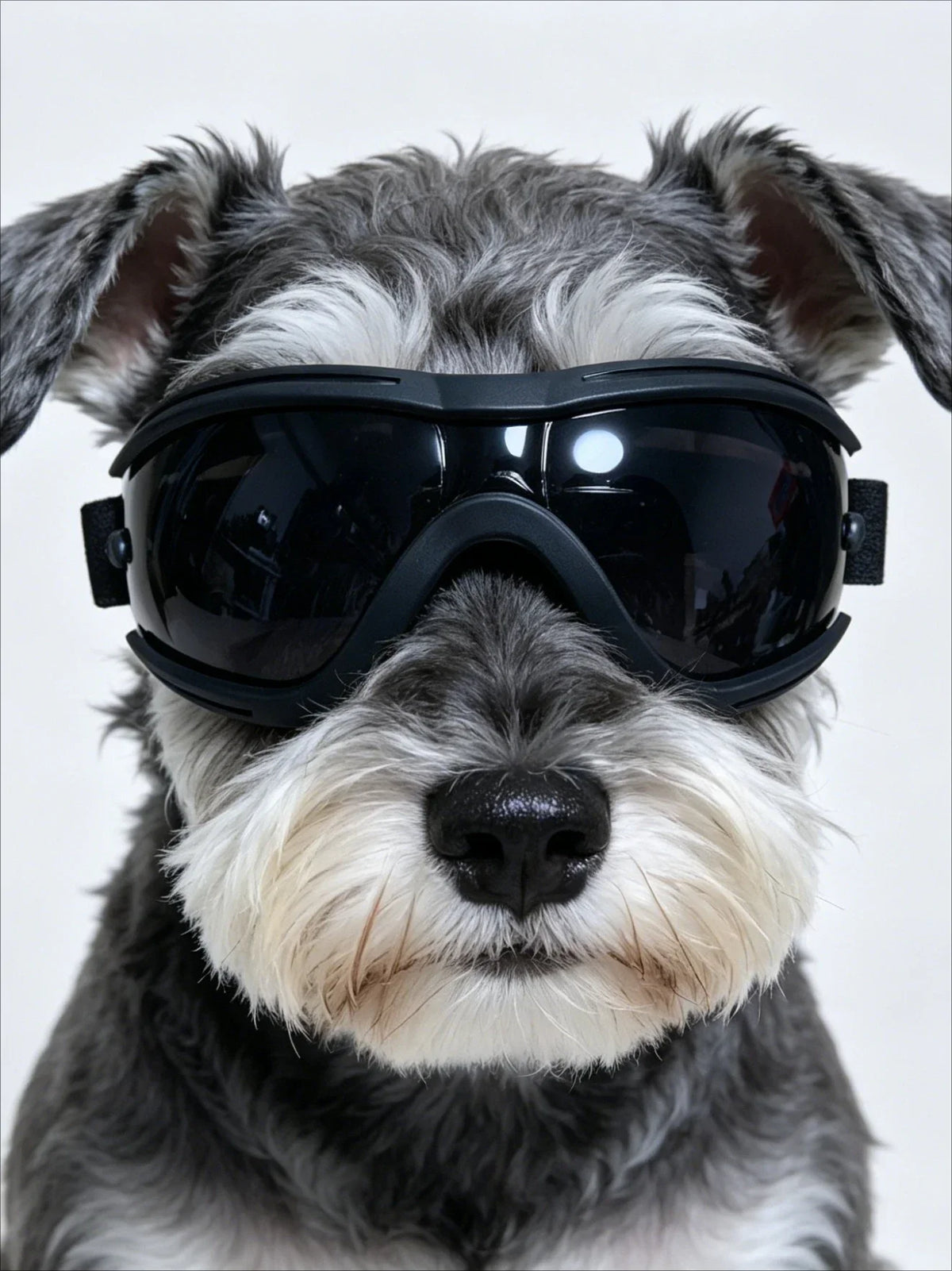 XS Maltese, Chihuahua, Yorkshire Terrier - MyPetDollar.com