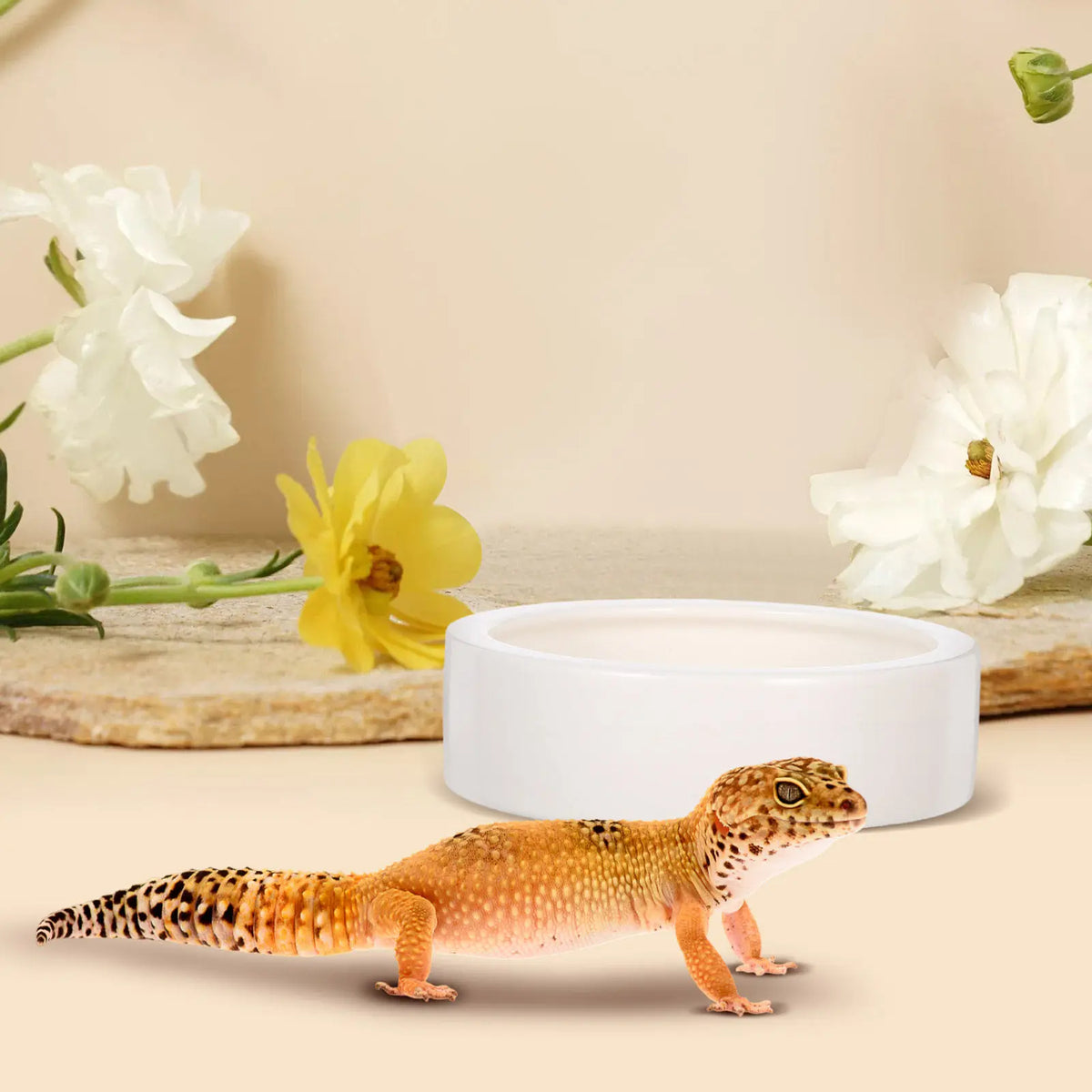 2Pcs Heavy Duty Ceramic Reptile Feeding Dish - MyPetDollar.com
