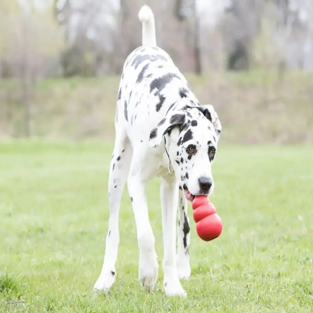 New Classic Kong Dog Stuffable Erratic - MyPetDollar.com