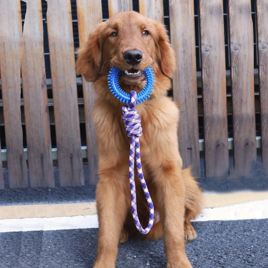 Supet Interactive Training Pet Toy Ring - MyPetDollar.com