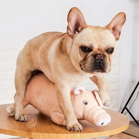 Plush Pig Dog Toy for Small Dogs French - MyPetDollar.com