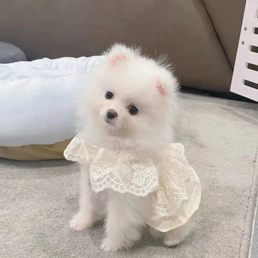 Pet Spring and Autumn Lace Dress Pet Small - MyPetDollar.com