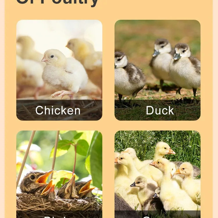 Chick Heating Plate Brooder Heater Chicken Duck Goose Quail (4 colors) – view 3