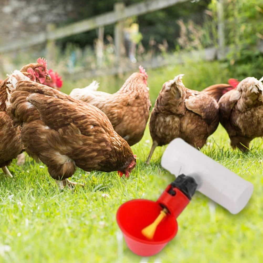 6-60PCS Automatic Chicken Quail Drinker Bowl - MyPetDollar.com