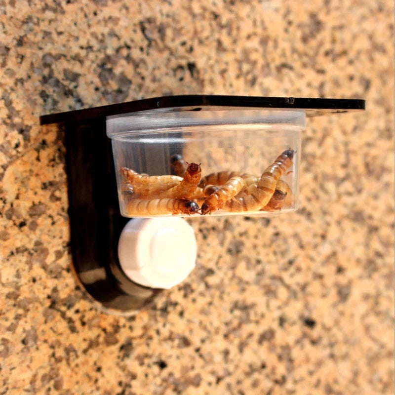 Terrarium Breeding Feeders Box Reptile Ideal - MyPetDollar.com