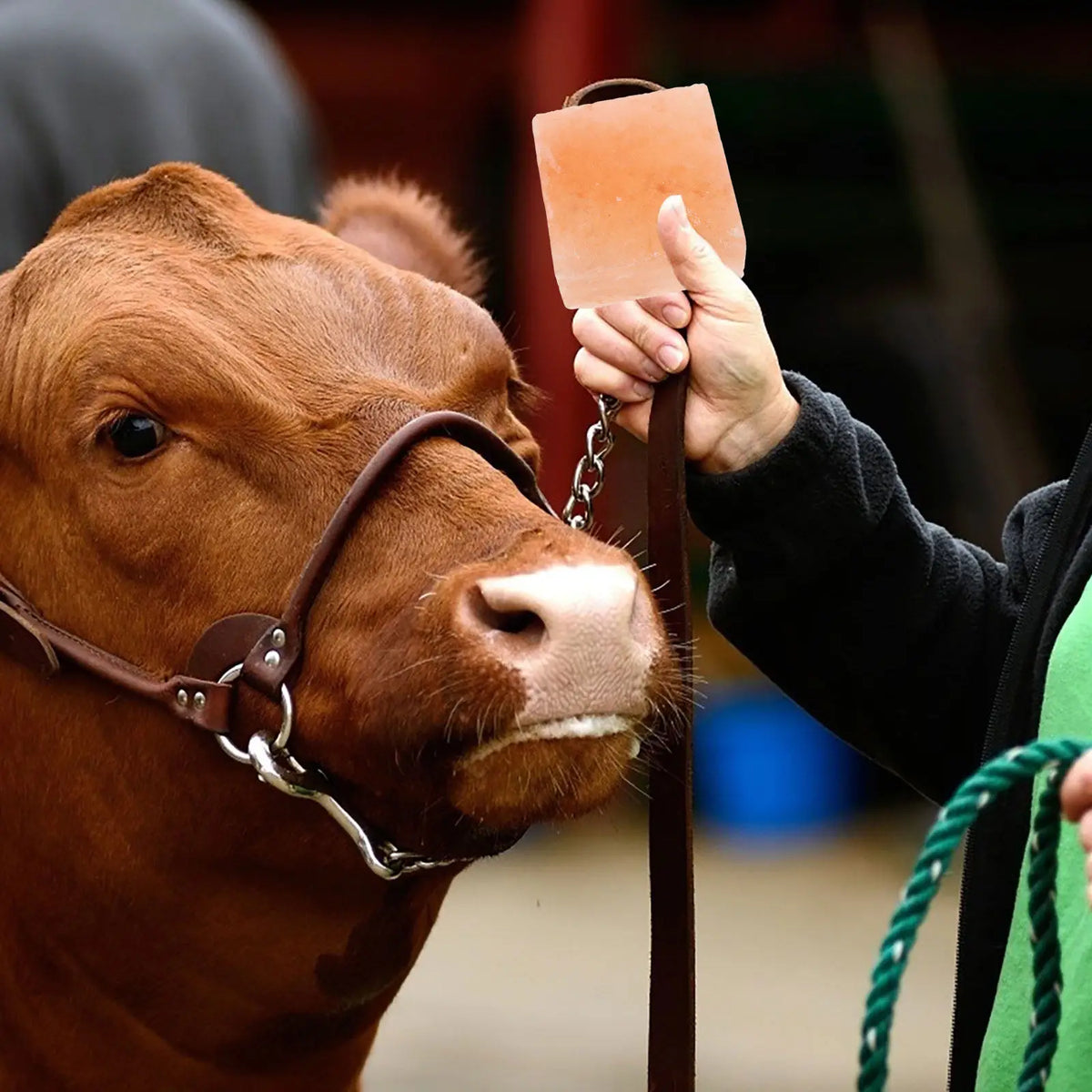 Livestock Salt Lick for Cattle Deer Animal - MyPetDollar.com