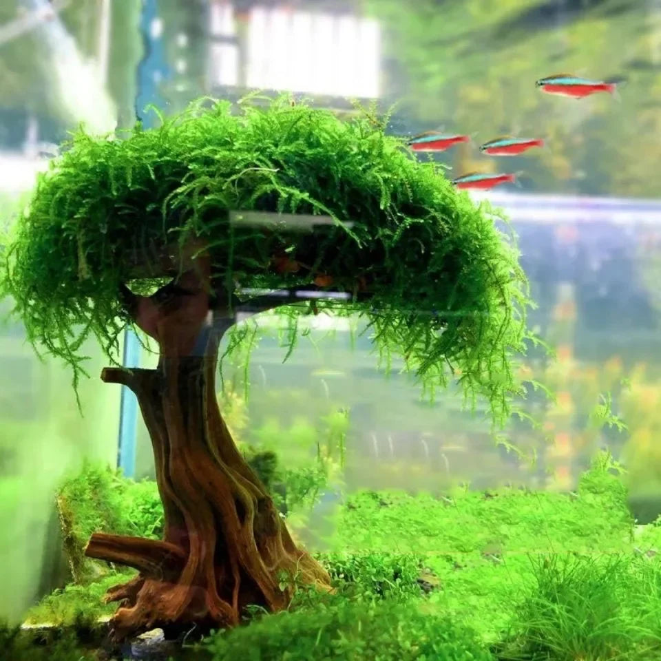 Fish Tank Plant Moss Tree Landscaping - MyPetDollar.com