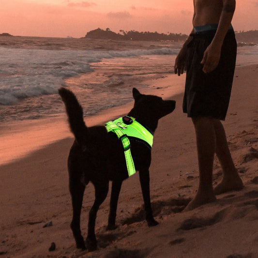1pcs Set Luminous LED Dog Vest USB Charging - MyPetDollar.com
