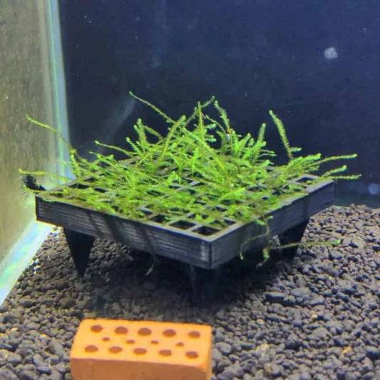 Aquarium Moss Cage Holder Fish Tank Live - MyPetDollar.com