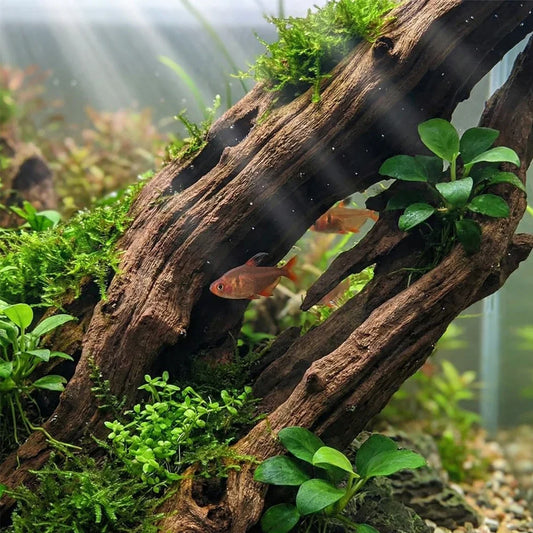 Natural Aquarium Sunken Wood Fish Tank - MyPetDollar.com
