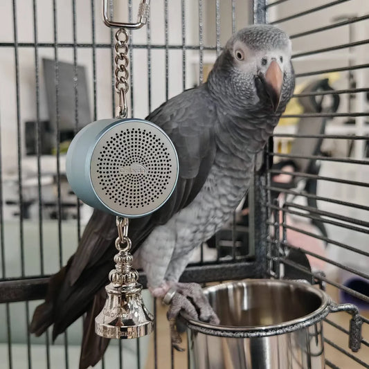 Parrot Toys to Teaching Training Bird - MyPetDollar.com