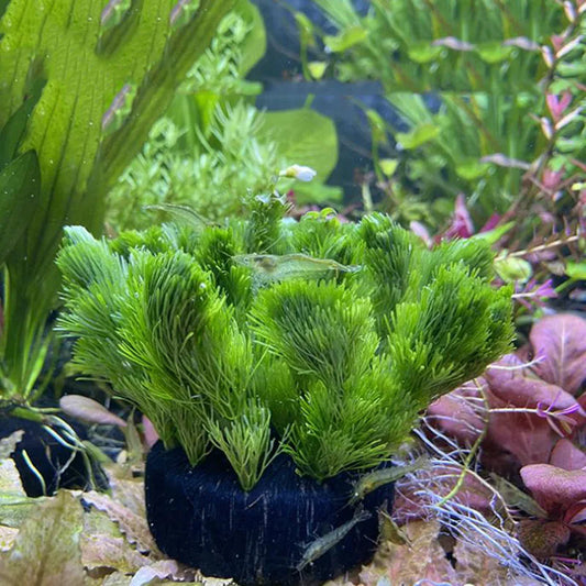 Aquarium Decoration Water Grass Planting - MyPetDollar.com
