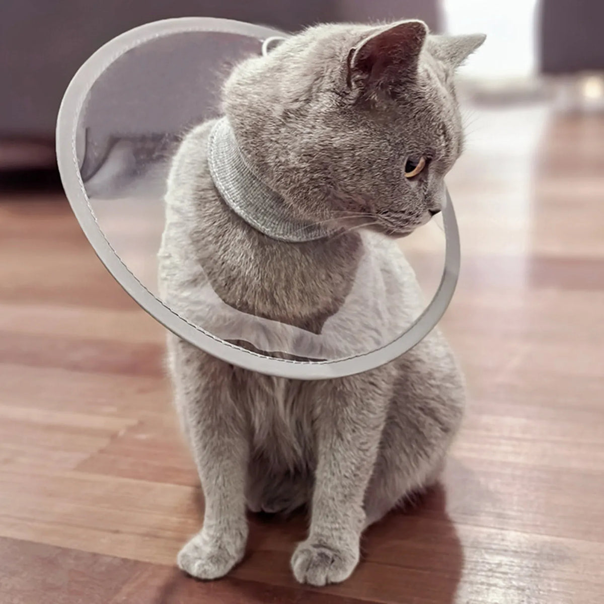 Soft Cat Recovery Collar Protective - MyPetDollar.com