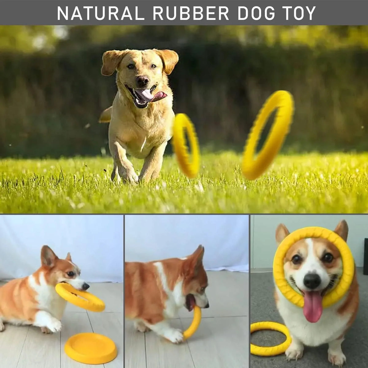 Durable Dog Flying Disc Chew Toy - Floating - MyPetDollar.com