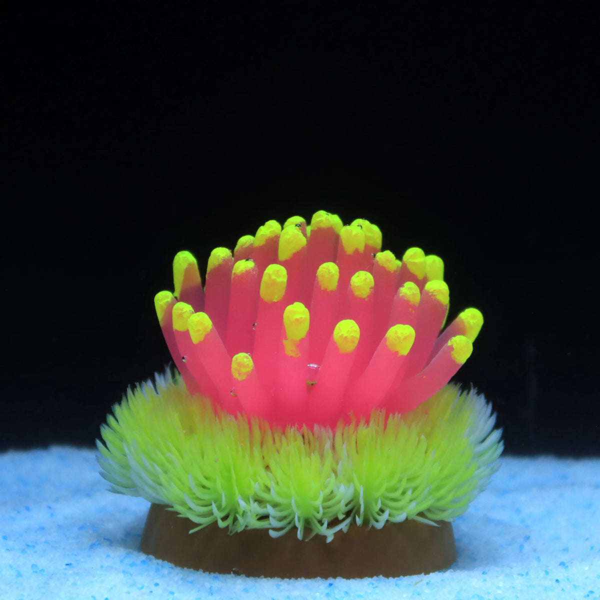 Vibrant Silicone Sea Urchin Starfish - MyPetDollar.com