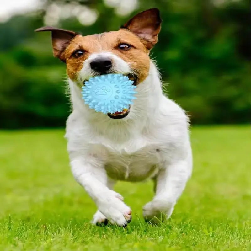 Dog Chewing Toy Interactive Rubber Ball for - MyPetDollar.com