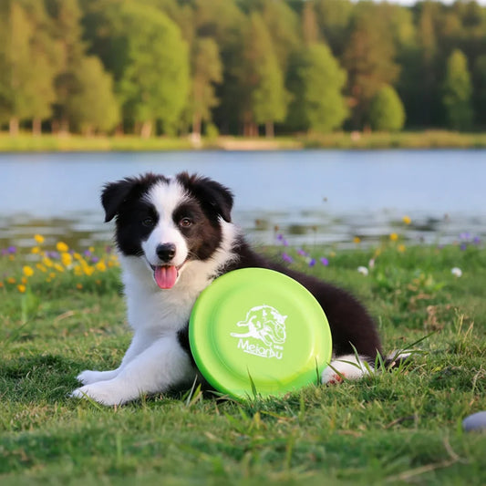 Dog Training Disc - Durable Pet for Puppy & - MyPetDollar.com