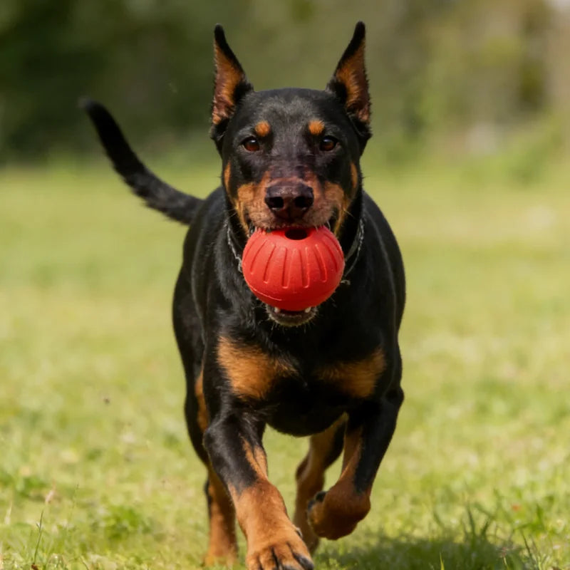 11pcs EVA Colorful Hollow Training Ball Dog - MyPetDollar.com